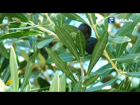 Gjethet e ullirit, si ta përdorim për shëndetin