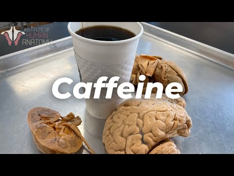 How Caffeine Affects Your Brain?