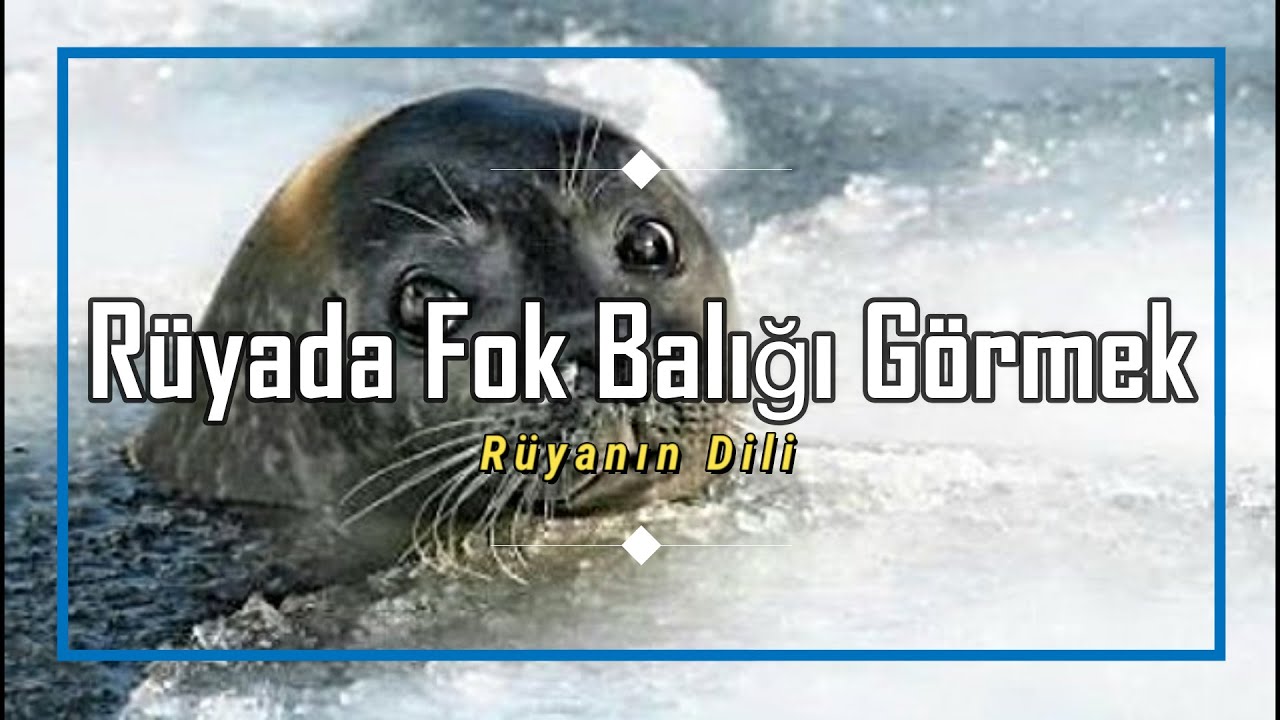 RÜYADA FOK BALIĞI GÖRMEK (rüya tabiri)