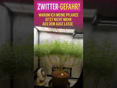 Risk of hermaphroditism after lollipopping and defoliation during the flowering phase