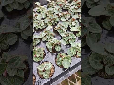 シクラメンの多年草の維持 文化の成功 ニーズの理解