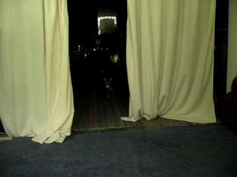 Gavin fetches again!