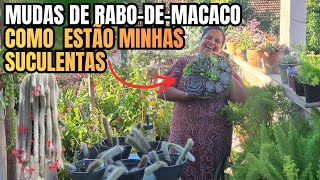 COMO FAZER MUDAS DE RABO DE MACACO CORTADO: MOSTRANDO COMO ESTÃO A SUCULENTAS NA LAJE