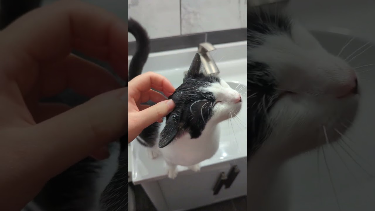 Enlarge Freckle, a Adoptable Domestic Short Hair in Beaufort, SC video 3/6