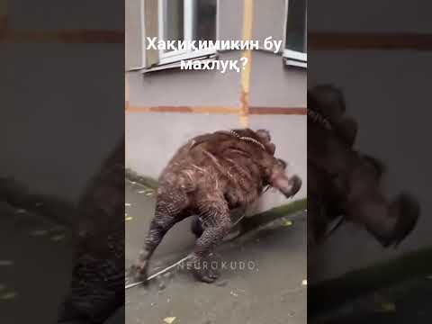 Лайк обуна бўлинг