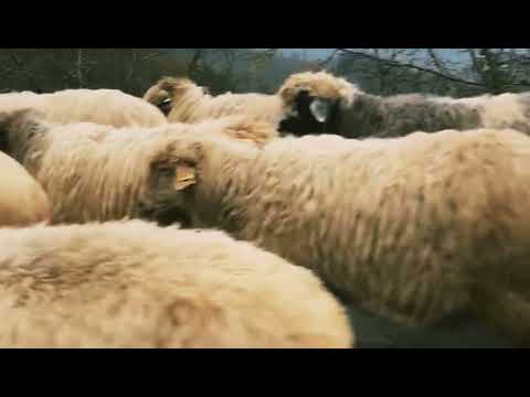 Ayhan Akça (Anısına)