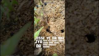 Meet the real life Zombie // #facts #mystery #plant #animals #shorts #viral #trending #space #earth