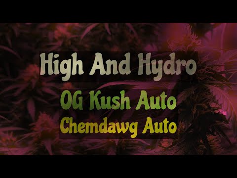 Folge 18 - Blütezeit