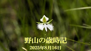野山の歳時記　お盆の時期に咲く湿地の植物など　2025年8月16日
