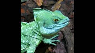 Animals Planet Video Watch HD Mp4 Videos Download Free Animals Planet Video Watch HD Mp4 Videos Download Free