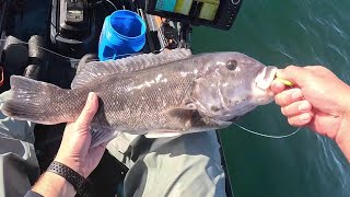 Short Tog Trip On New Bottom