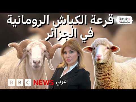 فيديو | الجزائر تلجأ للقرعة لحصول الناس على الكباش الرومانية بسبب الطلب الكبير عليها