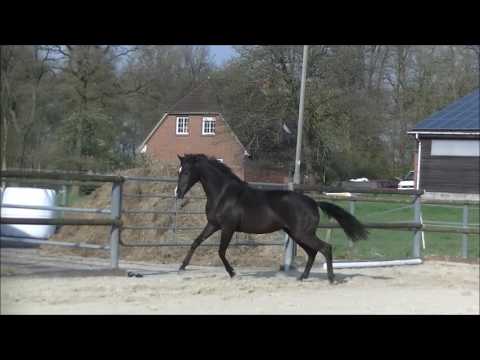 Scuderia Hohenstein komplett