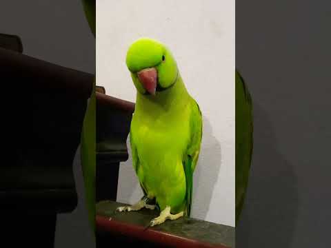 mia mittu mittu parrot 🦜 #parrot #talkingparot #birds #nonstoptalkingparrot #talkingparrot
