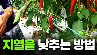 고추밭 지열 낮추는 획기적인 방법 ㅣ 이상고온 현상 해결 ㅣ 고추재배 노하우