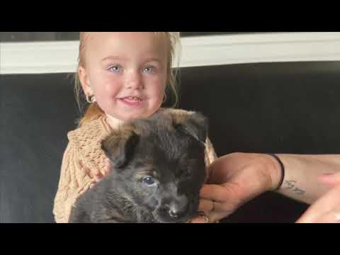 German shepherd Rambo! The greatness of our zero2hero program! Orlando is available in this program