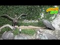 Feeding Bronx Zoo S Baby Vulture With A Puppet