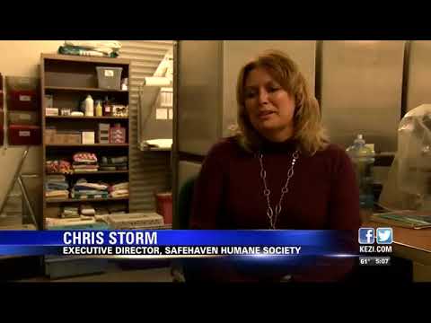 35 cats rescued from Albany home