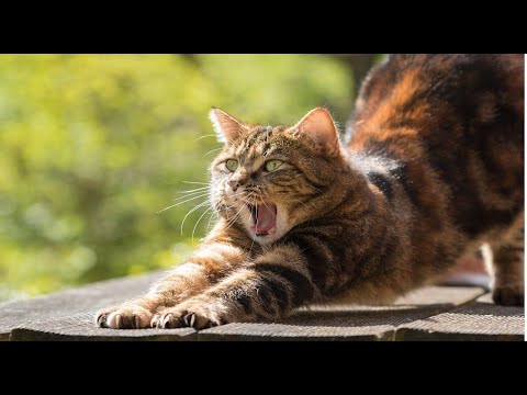 Why do cats knead? Learn why cats knead humans, paws, dog, blanket…