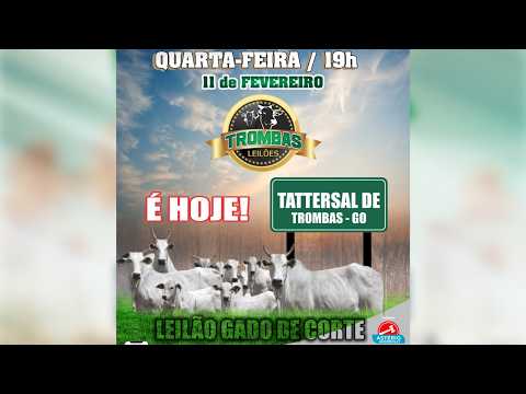 LEILÃO DE GADO DE CORTE TROMBAS LEILÕES - TROMBAS GOIAS  - 11/ 02/ 2026