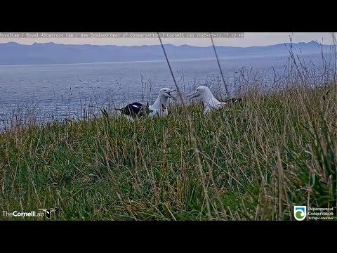 Royal Cam Albatross ~ Feisty Atawhai Chases Off Neighboring Chick! 😄 9.12.20