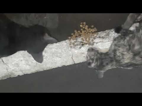 Cats #cuteanimal #kitten #cute #cat #catcat