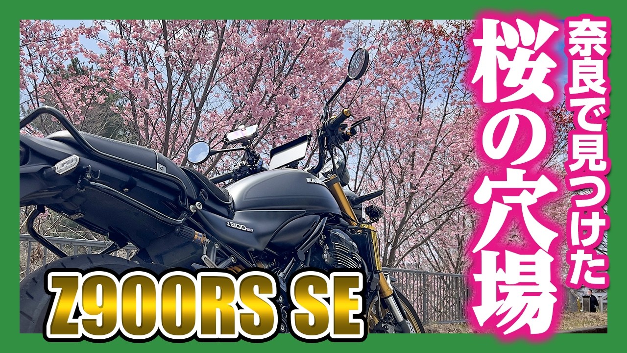 【2026年開花情報】知る人ぞ知る奈良の巨大しだれ桜！天理教本部の神聖な雰囲気と絶景に言葉を失った【Z900RS】