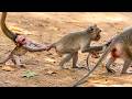 Baby Monkey S First Cry Is Pure Emotion Leo Monkey