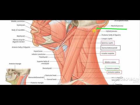 muscles deep to sternomastoid