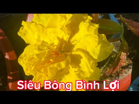 Mời mọi ng xem Siêu Bông Bình Lợi của vườn nhà em ạ