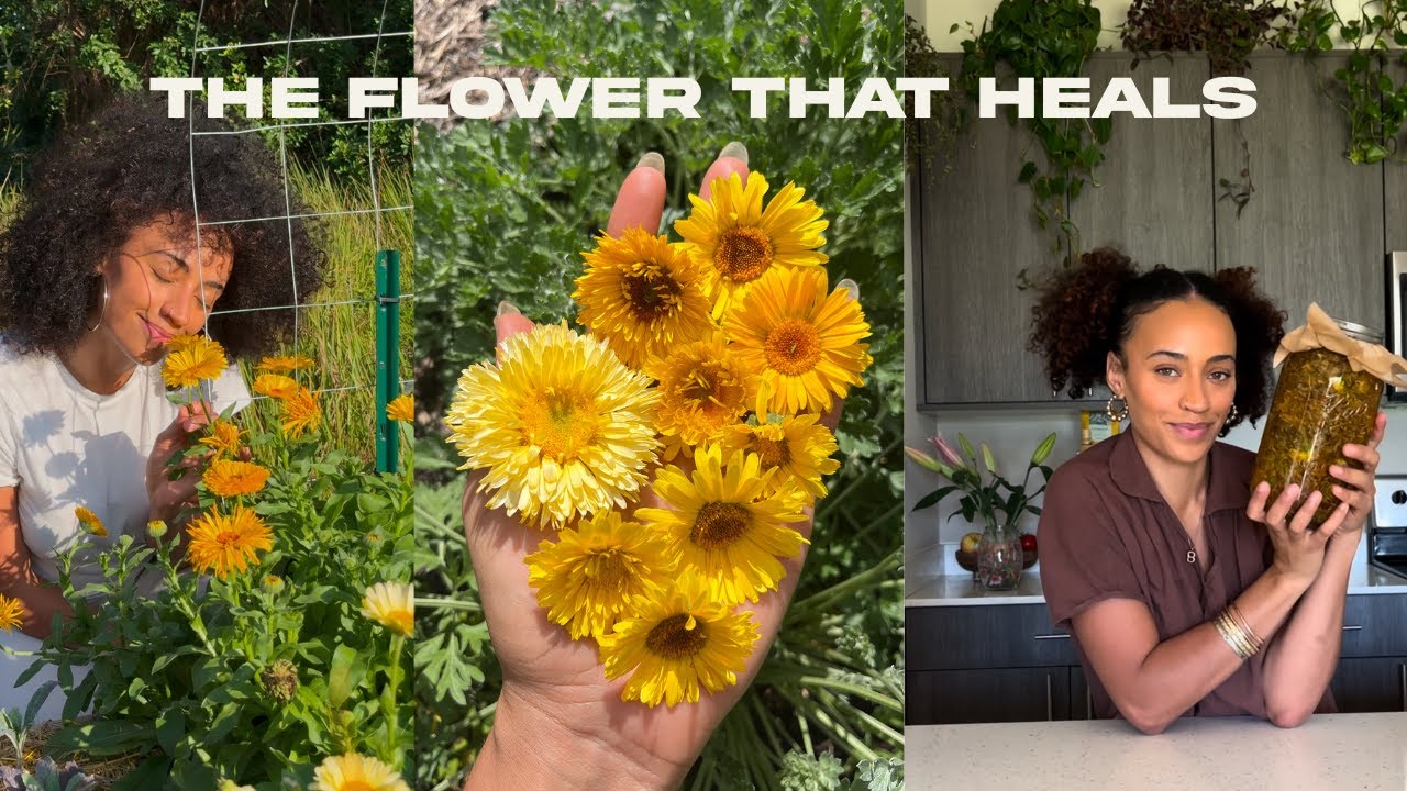 calendula benefits you didn’t know | 10 minutes of herbalism