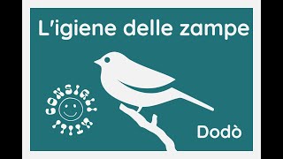 La cura e l'igiene delle zampe, troppo spesso sottovalutate, a volte, con tragiche conseguenze.