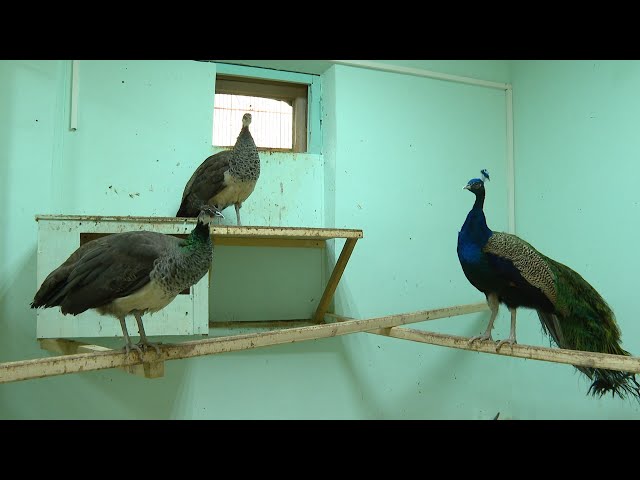 В зоопарке подрастает потомство павлинов