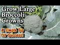 How to Grow Large Broccoli Crowns Every Time -  Once You Know It Makes Sense!
