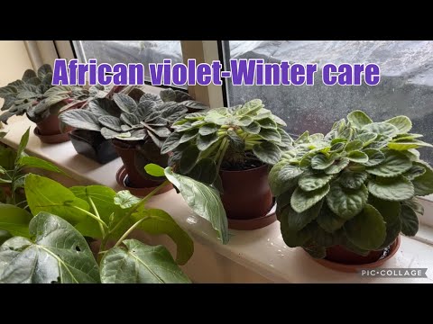 How i care my African violet in winter | My multitask plant table   #africanviolet #wintercaretips