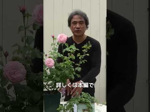 黒斑点バラ病を治療および予防することはできますか?  庭園