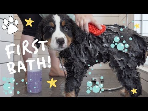 YouTube video about: How often should you bathe a bernese mountain dog?