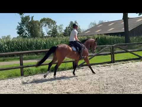 Heart of Geena, just saddle broken, canter