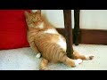 Orange Cats Behavior Funny Cat Videos 2024