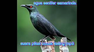 Download lagu suara pikat cucak keling mp3