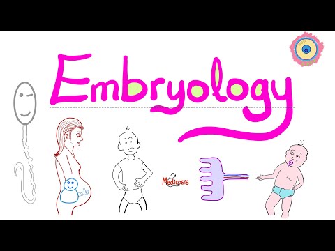 Introduction to Embryology - Learn the Basics - Clear & Simple