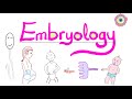 Introduction To Embryology Learn The Basics Clear Simple