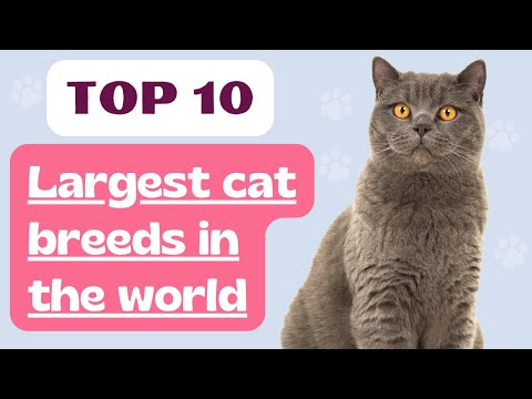 TOP 10 Largest cat breeds in the world (surprise!).