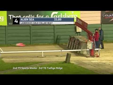 2019 LADBROKES GOLD COLLAR - HEAT 3 - T4 ALIEN SEA