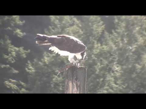 Iris gets a fish from Louis and he tries to steal it back!  2019 04 12 21 20 49 046 2