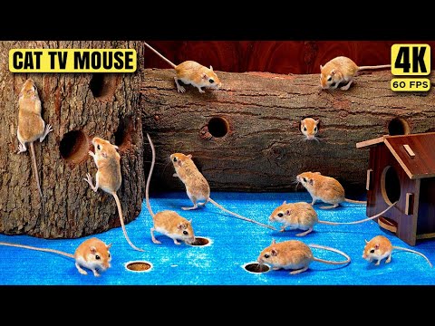 Cat TV Mouse - Ultimate Mouse Maze Mania! Watch Cats Go Crazy for Treats - Dog TV -4k UHD 60FPS