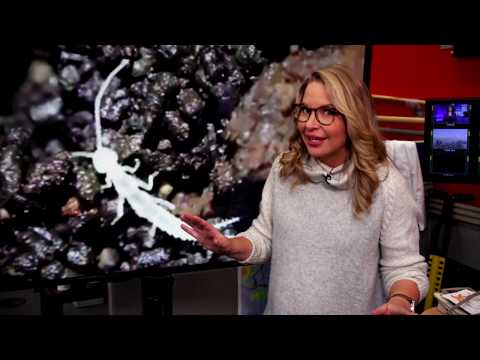 Rare insect discovered in caves of B.C.