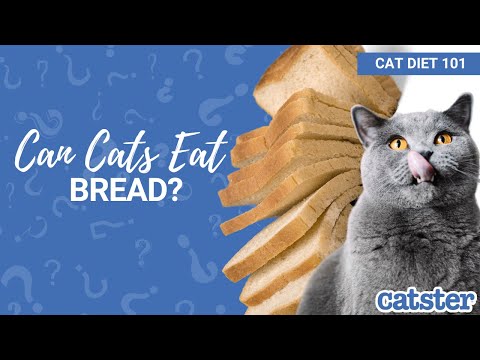 CAN CATS EAT BREAD? Is Bread Safe for Cats? | Excited Cats