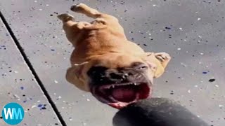 Cover art for Top 5 SUS DOGS