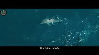 &quot;Why Killer Whales Can Hunt Great White Sharks Alone!&quot;